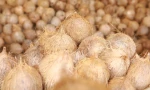 Semi Husked Coconuts
