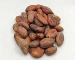 Cocoa bean