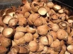 Dried Coconut Shell for sale