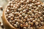 Buy Pigeon Peas Online from a Trusted International Supplier