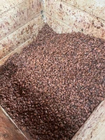 Cocoa beans from Ecuador.