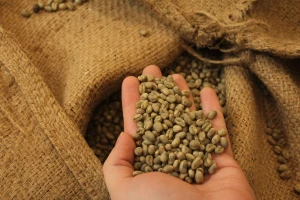 Green Coffee Beans