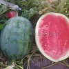 WS65 Seedless Watermelon Seed Variety