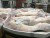 Import Australian Chilled Sheep whole carcass from Australia