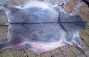 Sun Dry Salted Donkey Skin / Dried Salted Donkey Hides Complete Single piece with Head , Ears, Legs , Tail and Limbs
