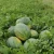 Import WS65 Seedless Watermelon Seed Variety from China