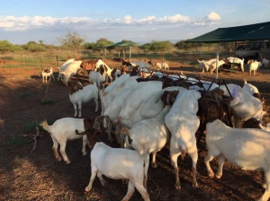 Boer & Kalahari Red goats