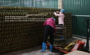 Vietnam canned vegetable pickled cucumber/gherkin in glass jar 370ml, 540ml, 720ml, 1500ml, 3010ml
