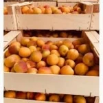 export of fruit in bulk from farms and plantations from 10 tons