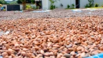cocoa beans of madagascar (mixed of criollo,forastero,trinitario)