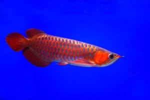 Available Super Red Arowana Fishes