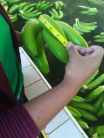 banano cavendish