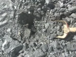 Steam Coal GAR 5400