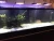 Import 150W Marine Coral Reef APP LED Aquarium Plant Light Sea Fresh Water led light for aquarium plants from China