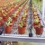 Import 4 Arrow Dripper Kits 4L/8L Agriculture Watering Drip Irrigation from China