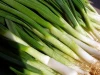 All Kinds of Fresh Quality Scallions in Wholesale Pricing