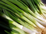 All Kinds of Fresh Quality Scallions in Wholesale Pricing