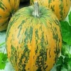 Bangladeshi Pure and Natural Wholesale Pumpkin/Fresh Pumpkin