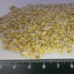 Barley groats