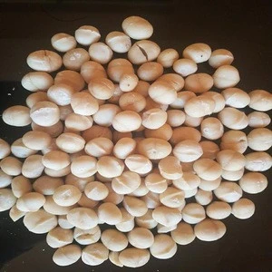 Best Quality /High Quality Macadamia Nuts/Macadamia Nut Kernels