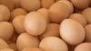Best Quality Organic Fresh Chicken Table Eggs & Fertilized Hatching Eggs at affordable prices