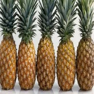 best quality Wholesale Fresh Pineapple / Pineapple Fruit Price / Bulk Fresh Fruit Pineapple for sale