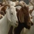 Import Boar goat from Belgium