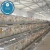 Cage quail /birds quail battery cages High quality cages for laying hens(Guangzhou Factory)