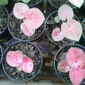Caladium Decorative Flowers Caladium Plant Home Decor Beauty Plants