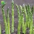 Import Cheap wholesale green direct sow method vegetable seed Asparagus officinalis Asparagus Seeds from China