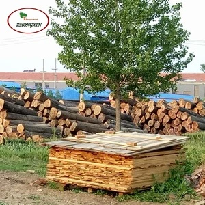Cheap wood board paulownia solid lumber timber raw materials