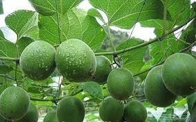 China GMP Manufacturer Supply Organic Monk Fruit/Luo Han Guo Extract powder Sweetener