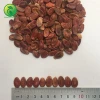 Chinese seedless watermelon seed