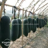 Chinese Southern Dard Green Solid Large Size Wax Gourd Winter Melon Seed Hybrid