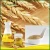 Import Crude Wheat Germ Oil for animal care from China