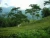 Import Darjeeling White tea organic from India