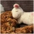 Dog Toy Wholesalers Soothing Stuffed Plush Dog Heartbeat Toy