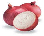 dubai onion importers/export onion