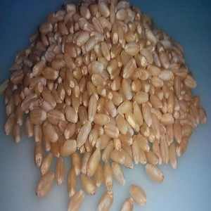 Durum Wheat Best Quality For Human Consumption
