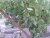 Import Egyptian Grapes ( Superior - Flame - Crimson - Thompson -Red Globe ...) from Egypt