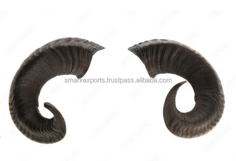 Export quality natural ram horn, sheep horn for hom decore