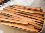 FACTORY PRICE SPICY TASTE DARK YELLOW 25-45CM SPLIT CASSIA