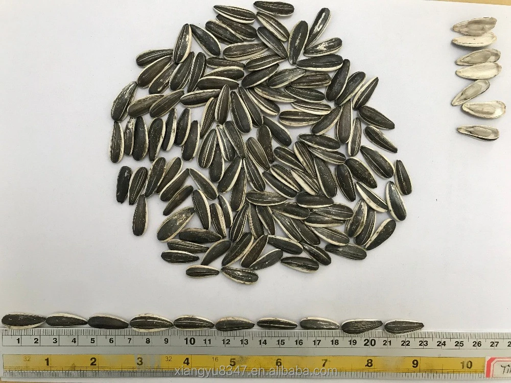 Factory Supplier Raw Sunflower Seeds in Good Quality