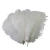 Import Factory Wholesale Natural DIY Wedding Party Decoration 20-30cm Ostrich Feather from China
