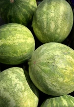 Fresh All Sweet Watermelon MOQ 10