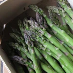 Fresh Asparagus / Frozen Asparagus for Sale