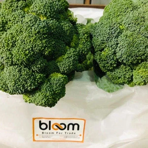 Fresh Broccoli/broccoli export from Egypt