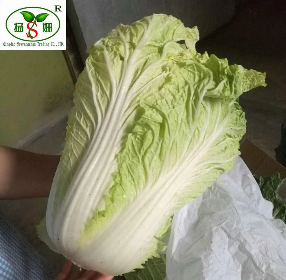 Fresh cabbage/Chinese cabbage