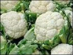 fresh Cauliflower exporters/gobi suppliers in india/fresh vegetables export