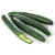 Import Fresh Cucumber Raw Fresh 100% Premium Quality from South Africa